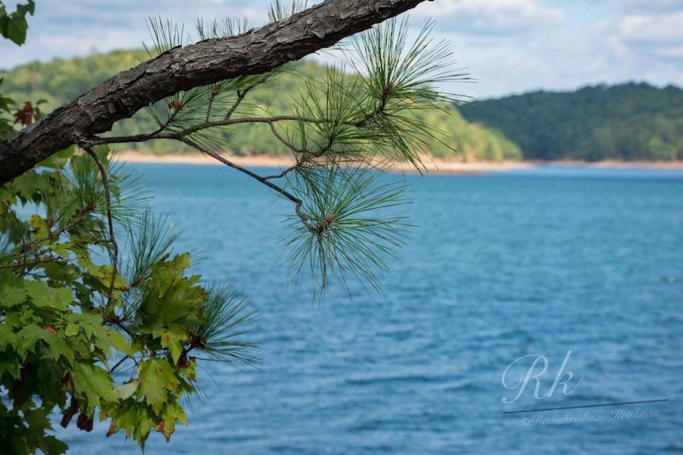 A pine tree branch over a body of water with a beach and hills in the background.
