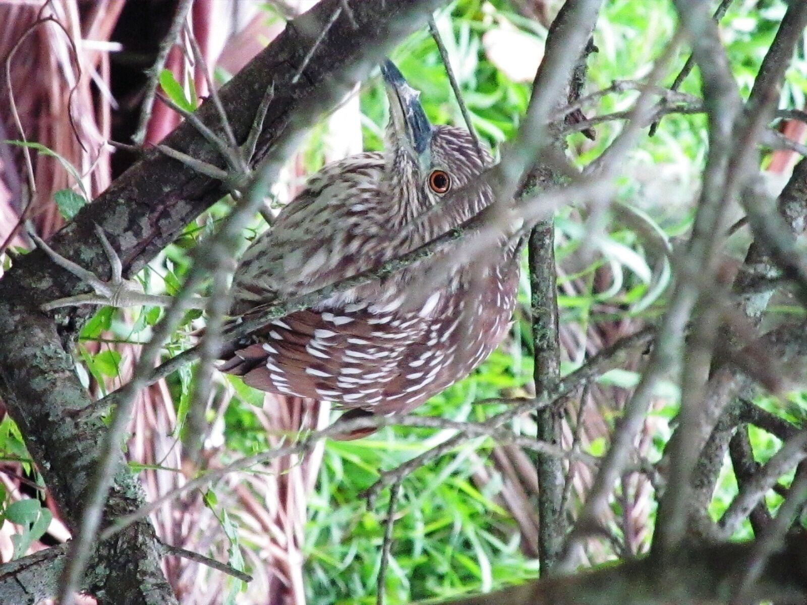 It was in the bushes, no idea which bird it is.