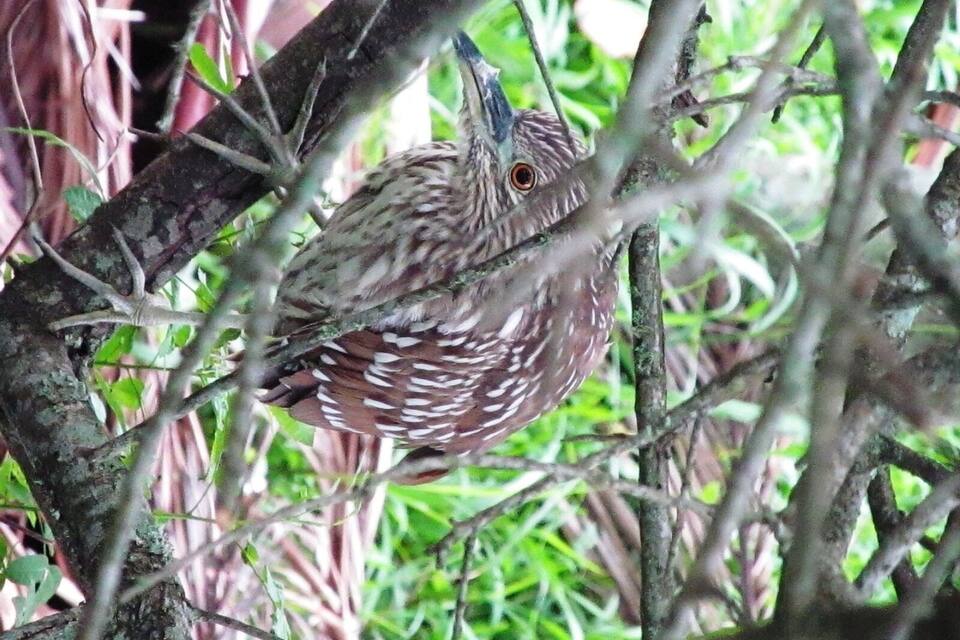 A bird perched on a branch surrounded by dense foliage.