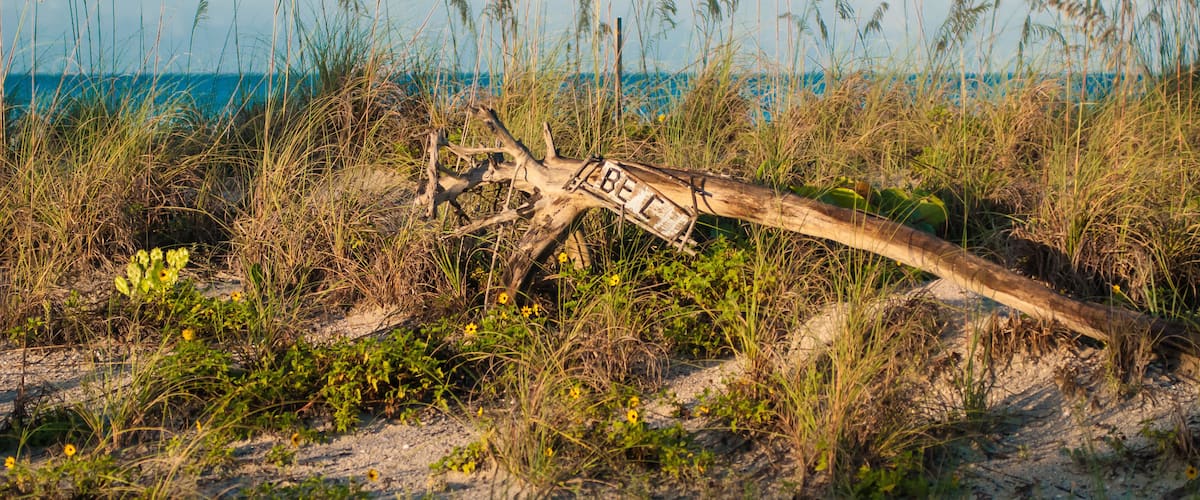 A beach with tall grasses, a wooden structure, and the ocean in the background.