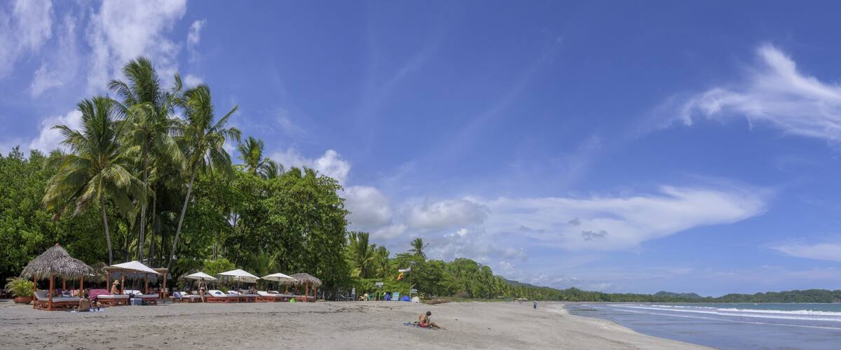 A beach with palm trees, beach umbrellas, and a clear sky.