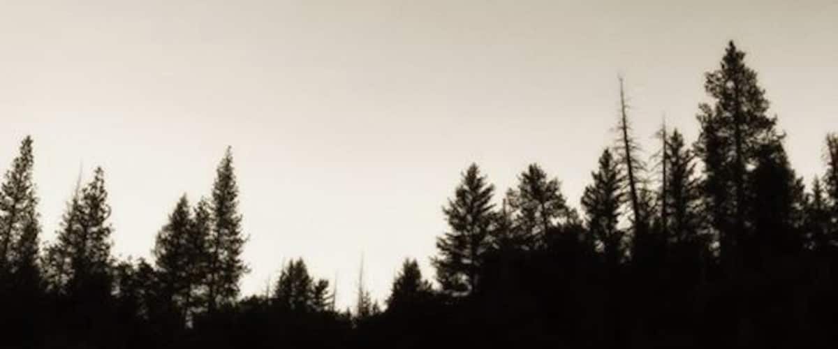 A winding road through a forested area with a crescent moon in the sky.
