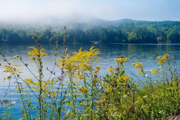Flowers on the shore of Lake Fairlee