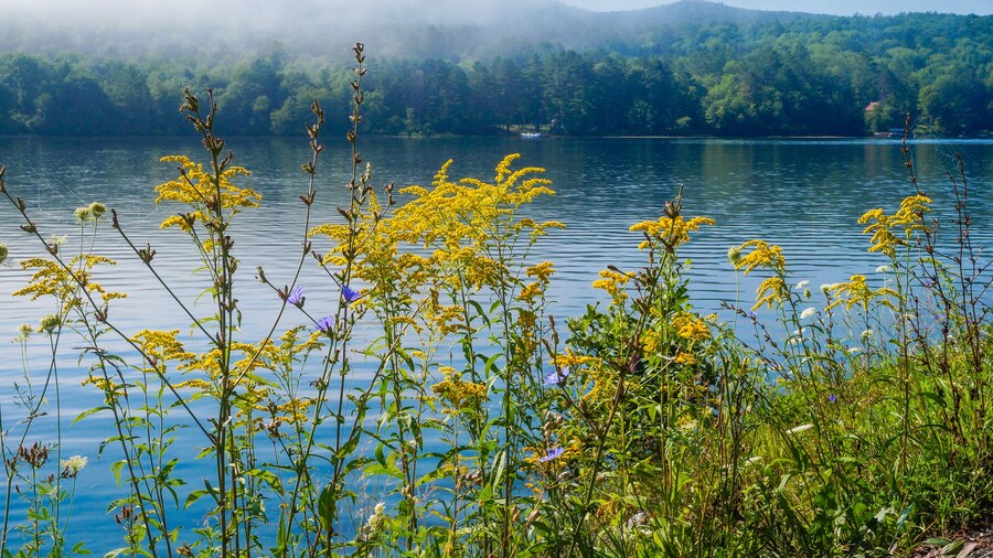 Flowers on the shore of Lake Fairlee