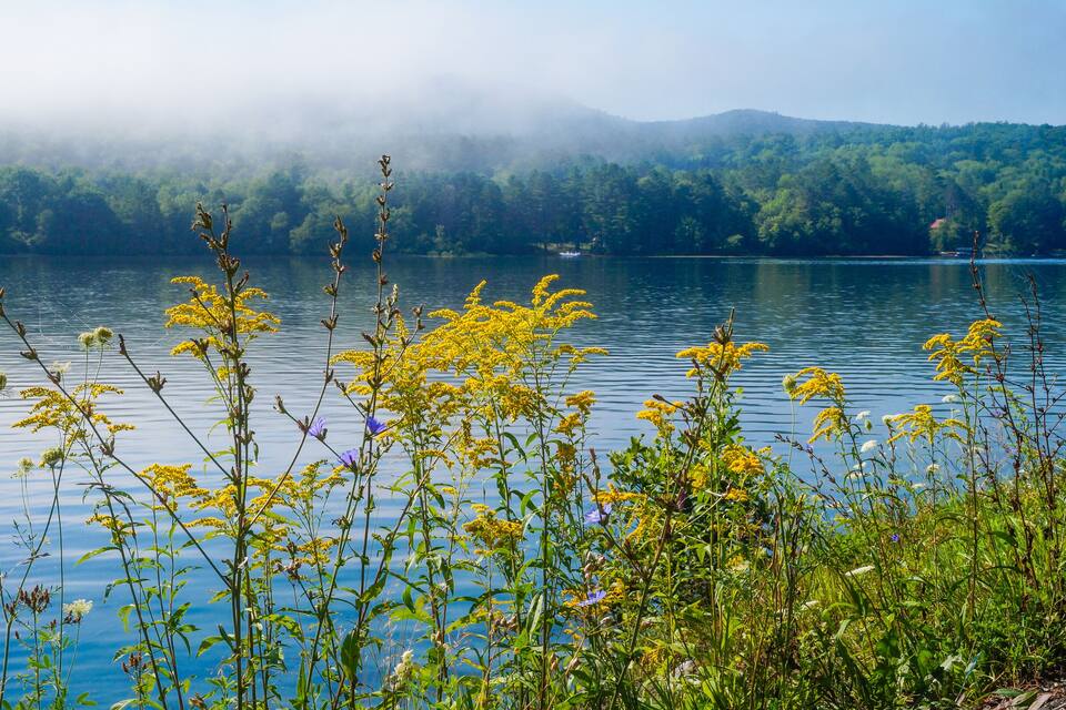 A lake with yellow flowers in the foreground and a forested mountain range in the background.