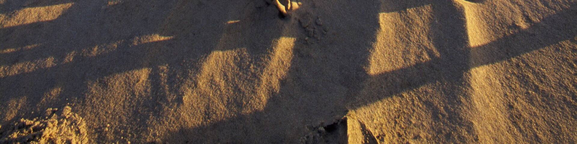 Broken Fence on the Beach at Cape Henlopen, Lewes, Delaware, USA