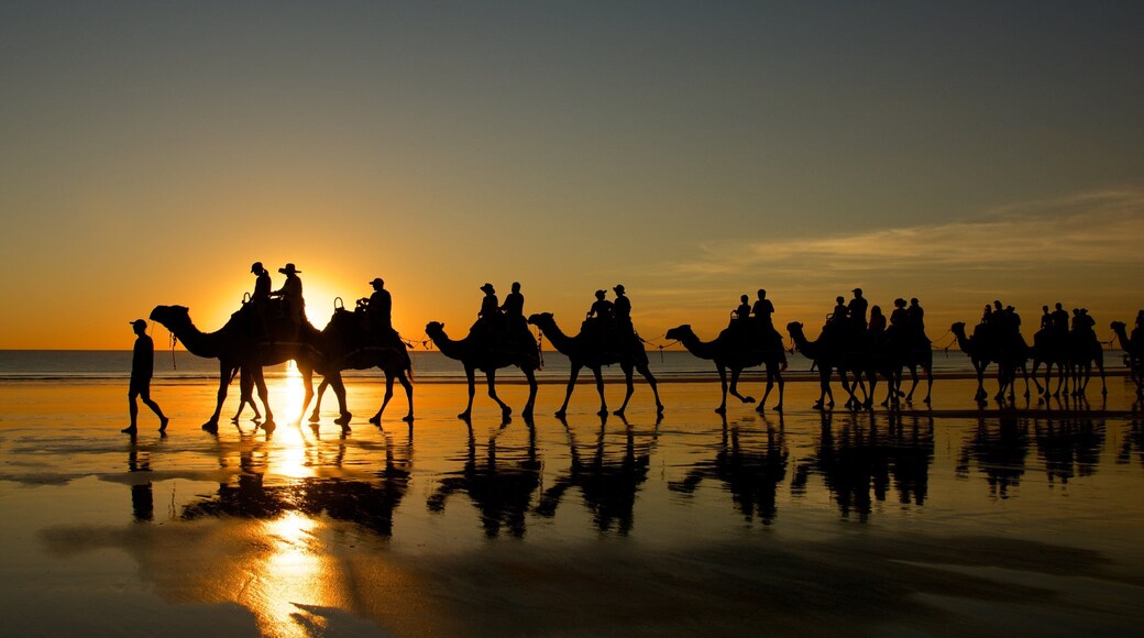 Cable Beach showing land animals, a sunset and landscape views