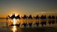 Cable Beach showing land animals, a sunset and landscape views