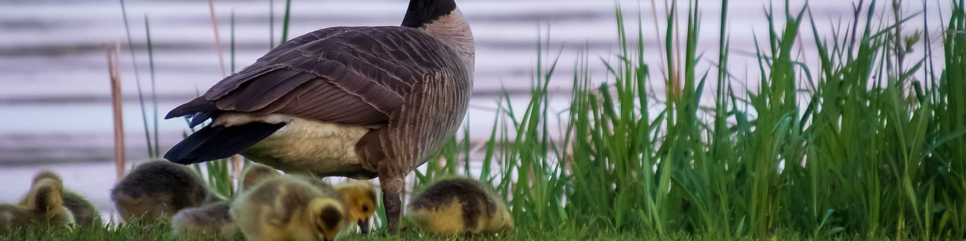 Adult parent goose with a gaggle of feeding goslings in the Northwoods forest of Hayward, Wi along the Chippewa Flowage