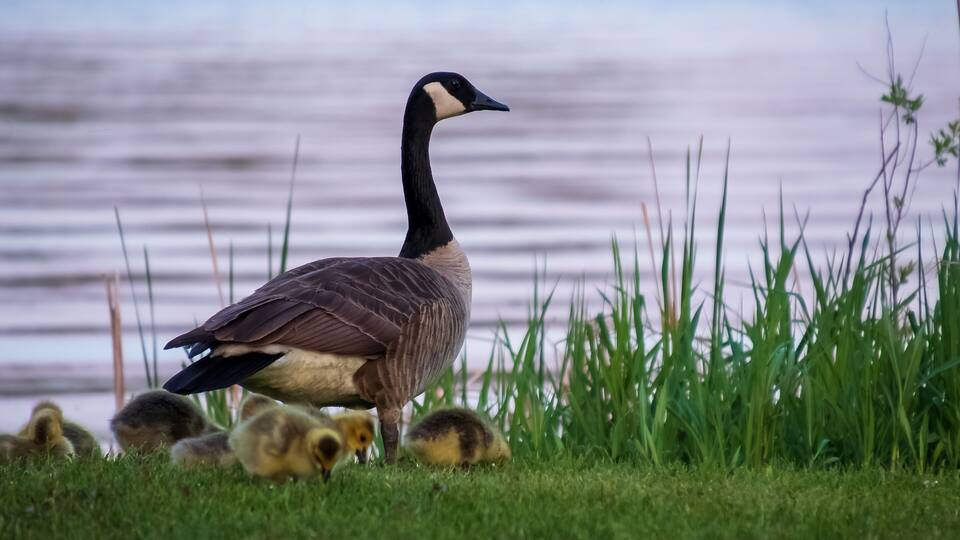 A Canada goose with its goslings on a grassy area near a body of water.