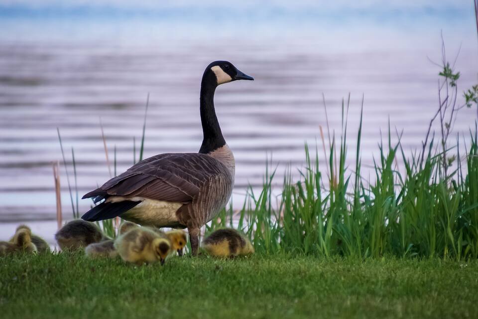 A Canada goose with its goslings on a grassy area near a body of water.