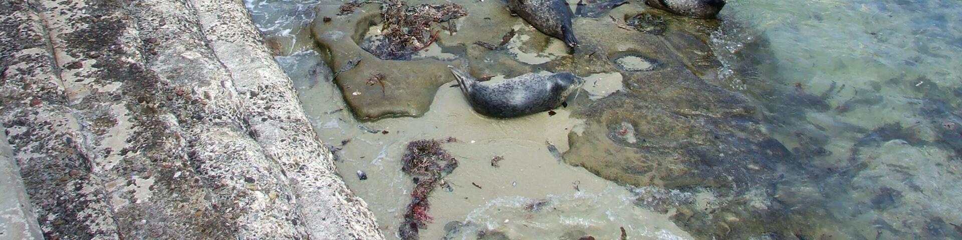 See the seal colony at Children's pool beach.