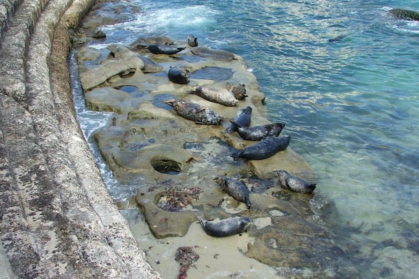 See the seal colony at Children's pool beach.