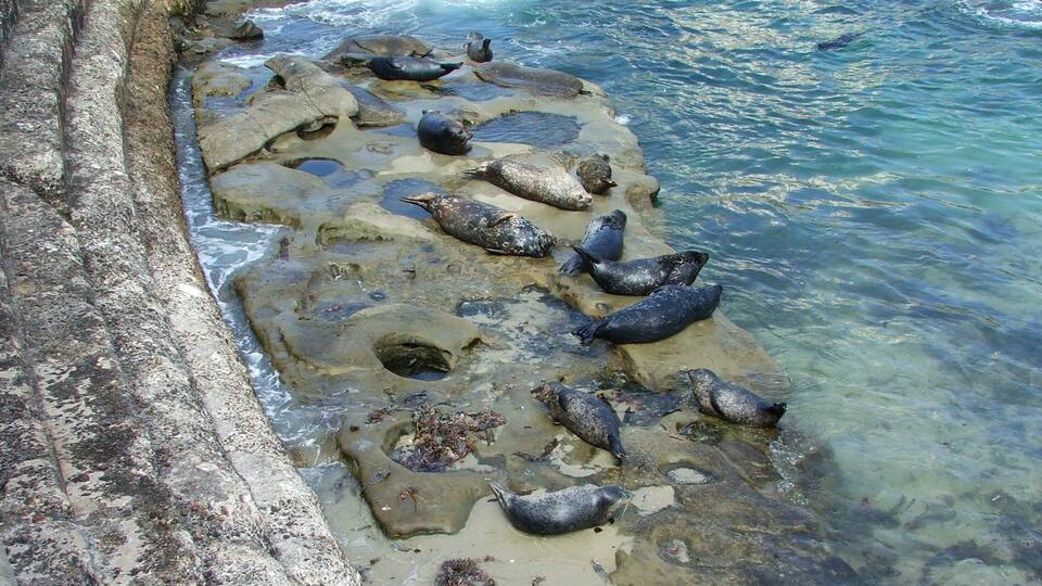 A rocky shoreline with seals resting on the rocks near the water.