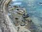 See the seal colony at Children's pool beach.