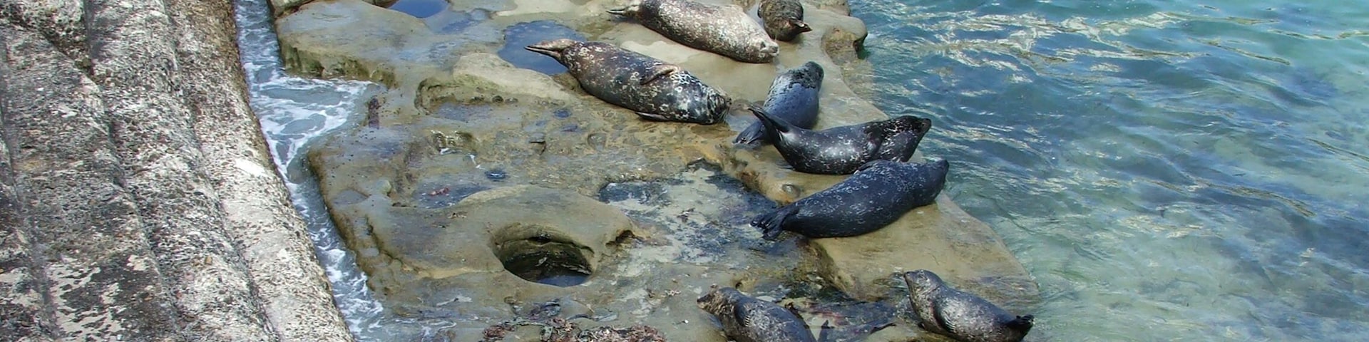 See the seal colony at Children's pool beach.