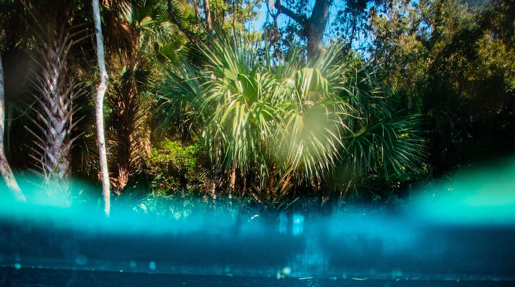 Under-over split shot of divers beneath the palm trees in the clear blue waters of Rainbow River, Dunnellon, Florida