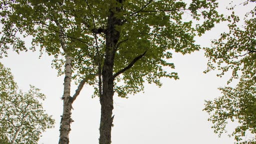 Two kayaks sit on the edge of Embden Pone in Maine.