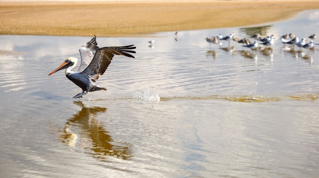 A brown pelican immediately before it landing, its legs hang down, and its wings above its head