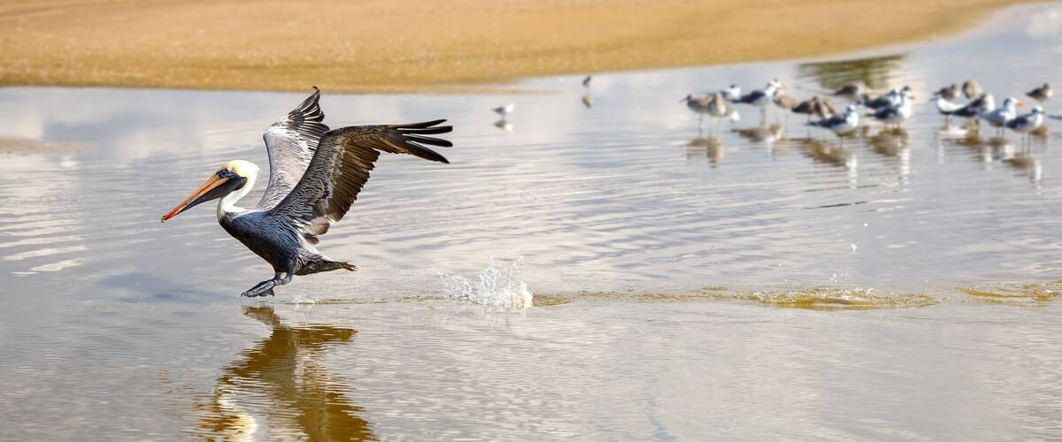 A brown pelican immediately before it landing, its legs hang down, and its wings above its head