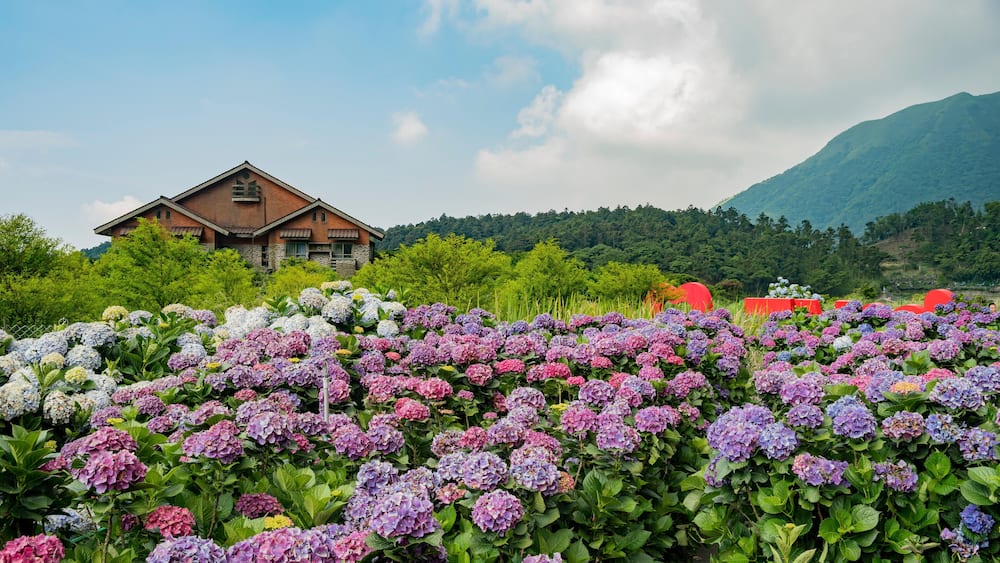 P2W4KN Super beautiful blossom of Hydrangea macrophylla at Zhuzihu area, Taipei, Taiwan