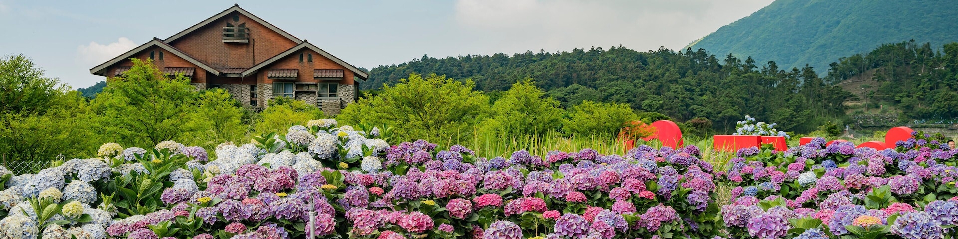 P2W4KN Super beautiful blossom of Hydrangea macrophylla at Zhuzihu area, Taipei, Taiwan