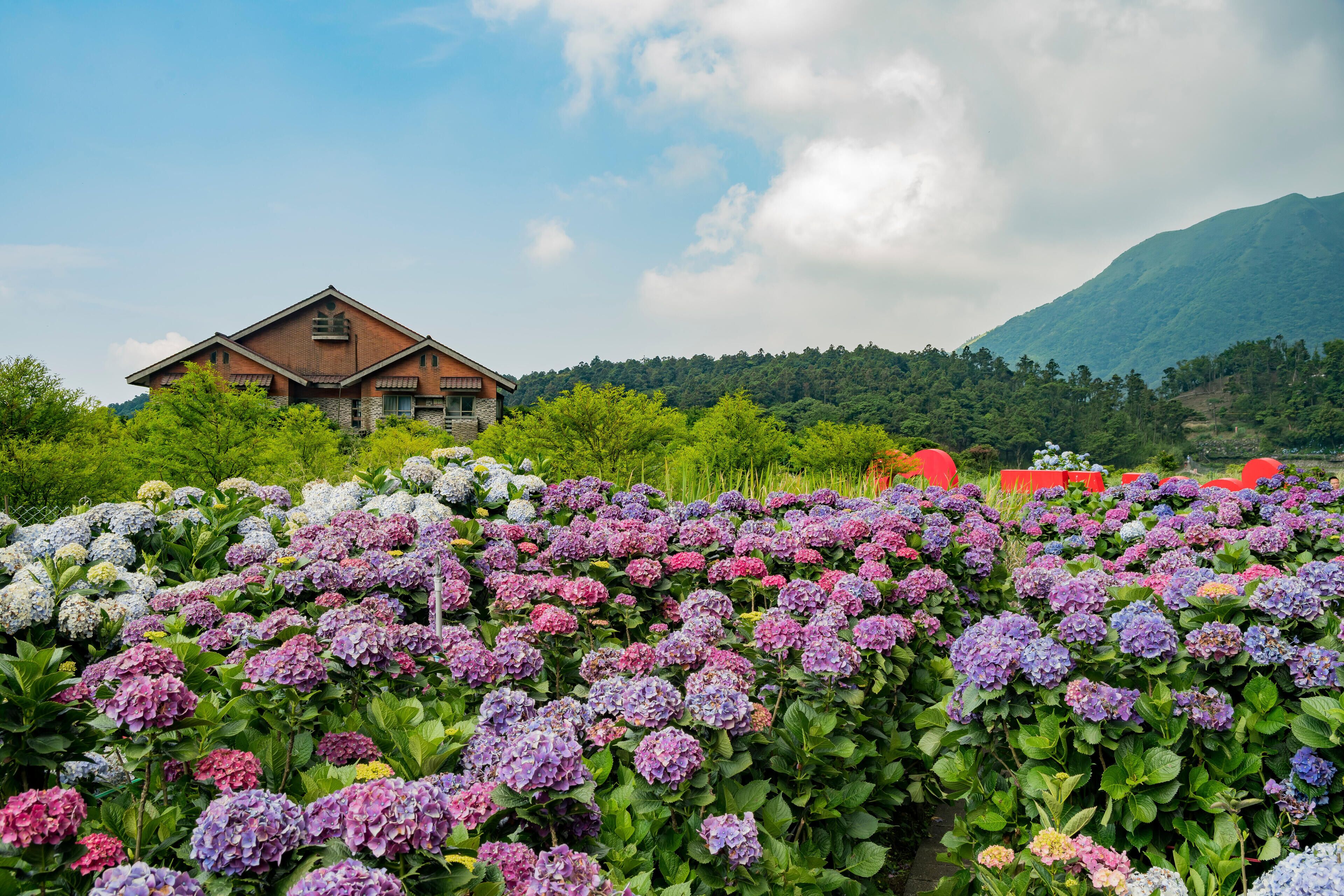 A house surrounded by a garden of hydrangeas.