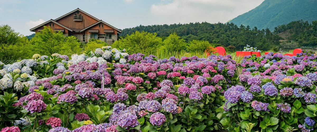 A house surrounded by a garden of hydrangeas.