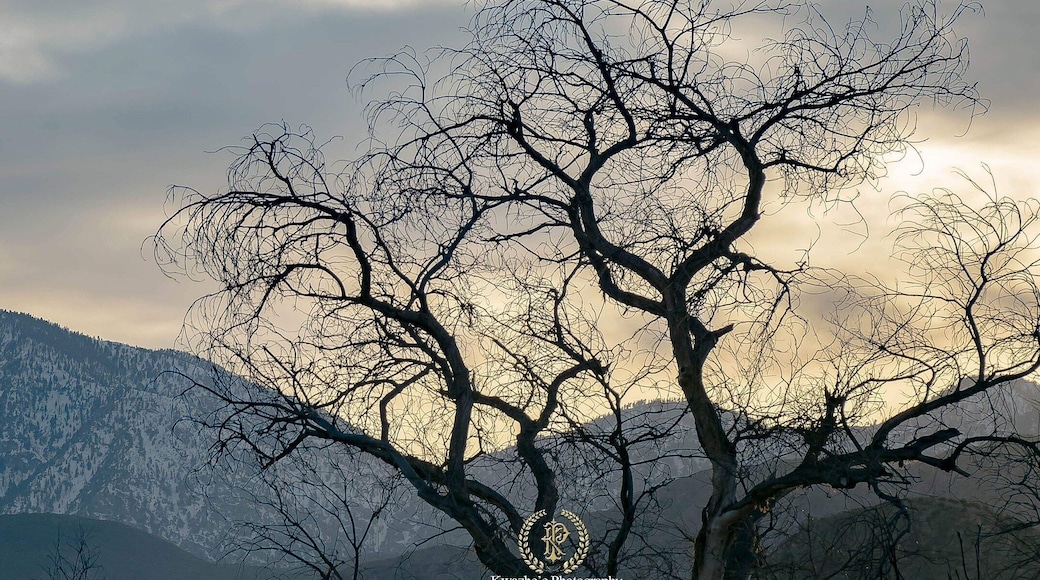 2020 of Jan 24 - my fiancé noticed the hawk and told me looks at. I told him to stop the car. Took a picture of, but still beautiful view. ❤🦅