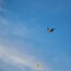 2020 of Jan 24th - caught with Hawk moved to fly away as perfect frozen photo.
I know it was small a little when I don't have 300mm, only have 135, until a few days later. My man got me a 300 mm!!! :) I can't wait to shoot pictures of that again!