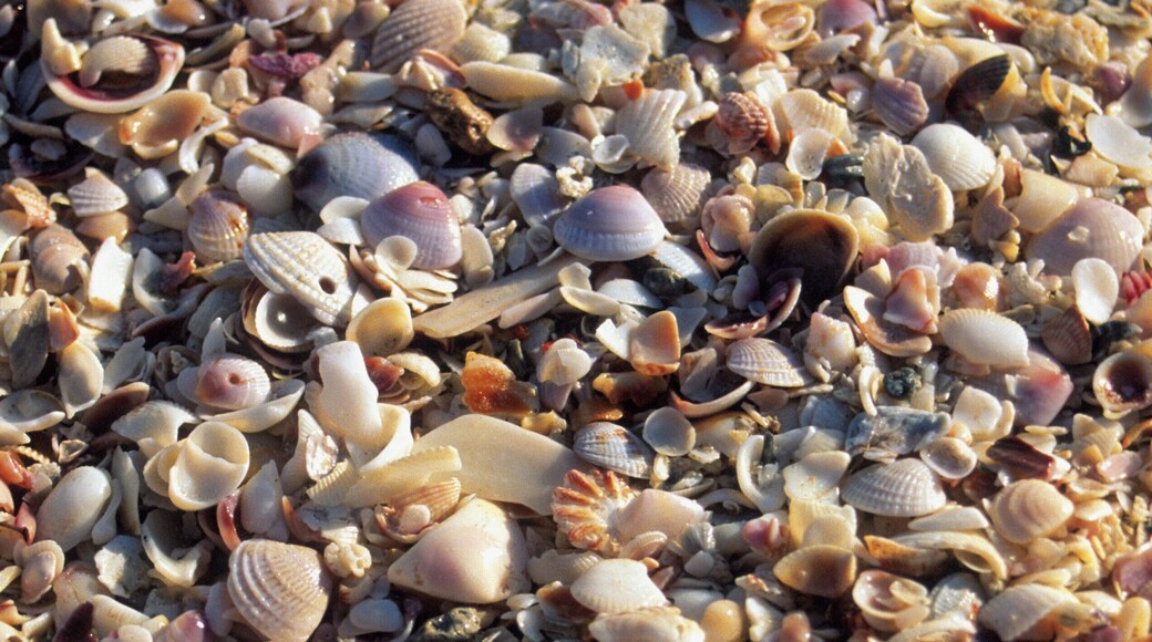 Playa del sur de la isla de Sanibel
