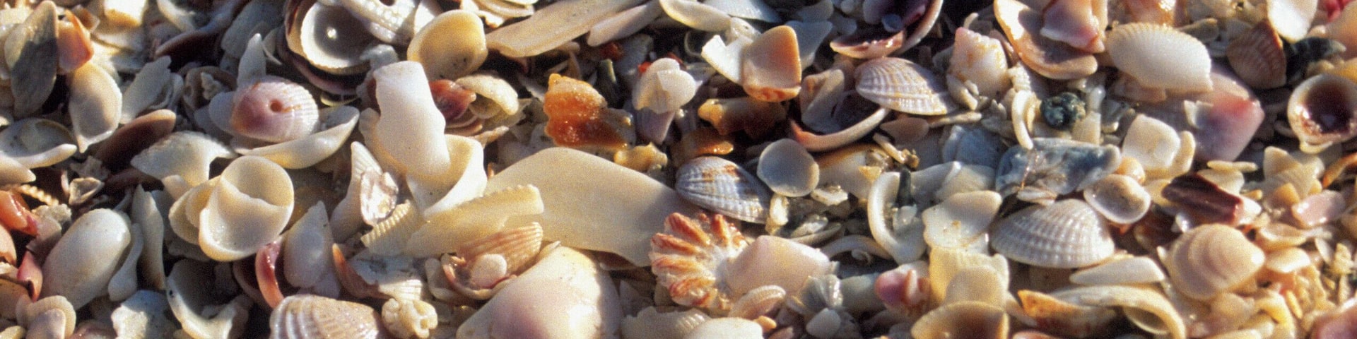 Seashells on Sanibel Island, Florida