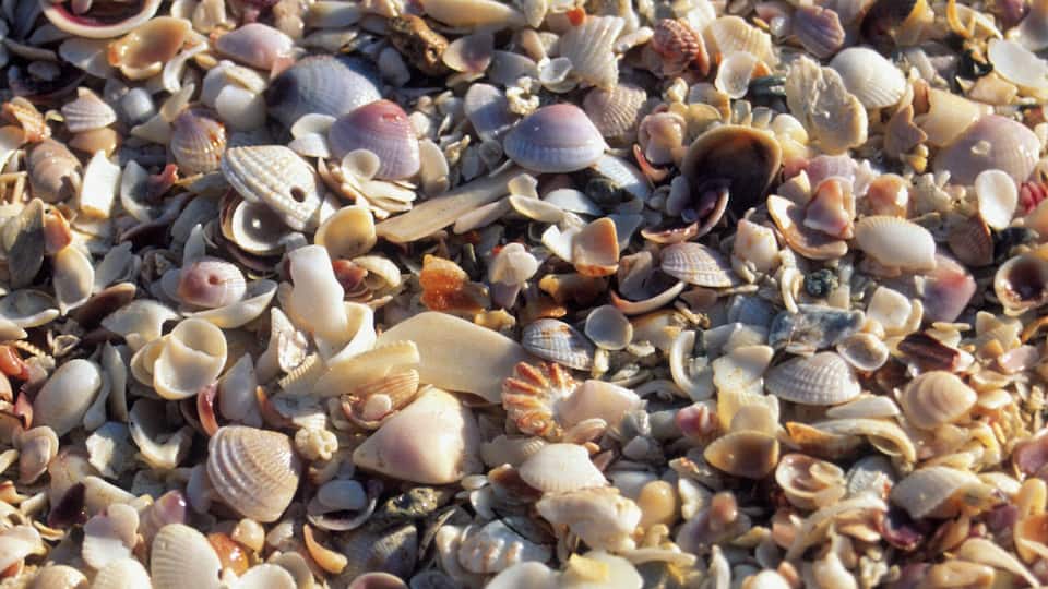 Seashells on Sanibel Island, Florida