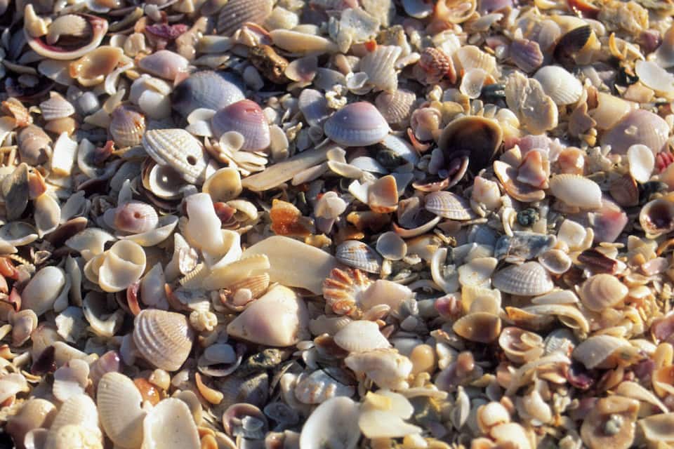 Verschiedene Muscheln am Strand.