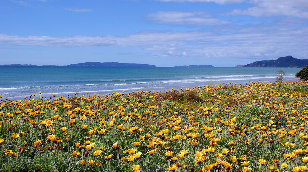 Matarangi Beach, Coromandel, New Zealand