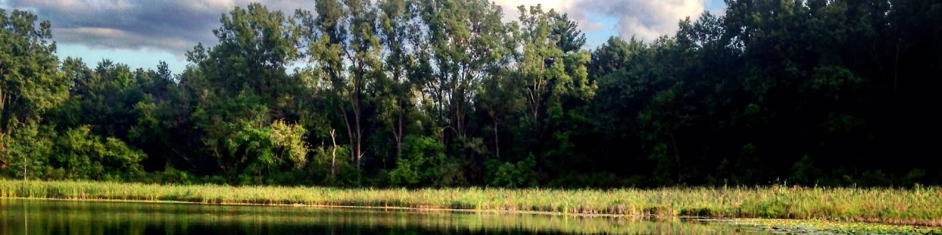 A calm lake with reflections of trees and sky, surrounded by a dense forest.