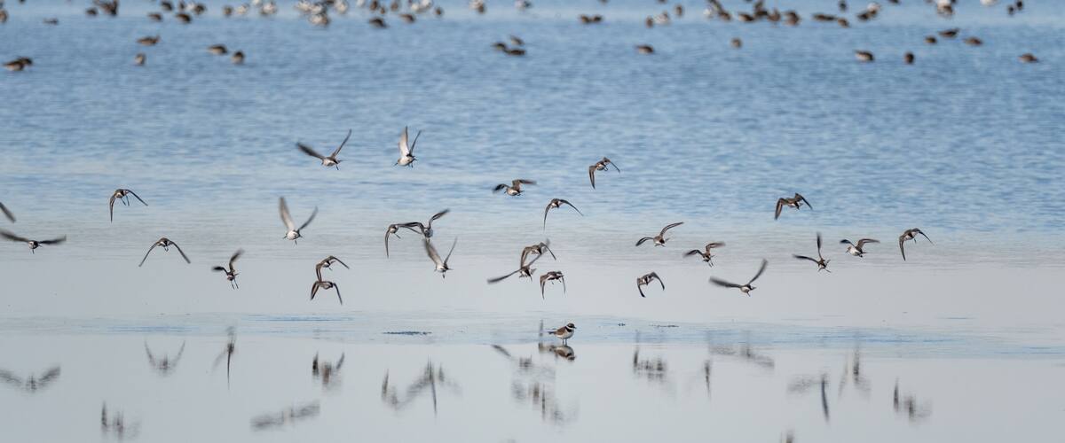 A flock of birds flying over a calm body of water.