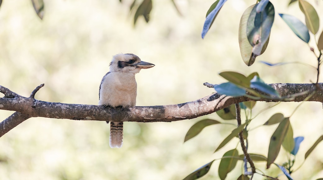 View of a kookaburra perched on a tree branch in Maiala, D'Aguilar National Park, Mount Glorious, Queensland, Australia.