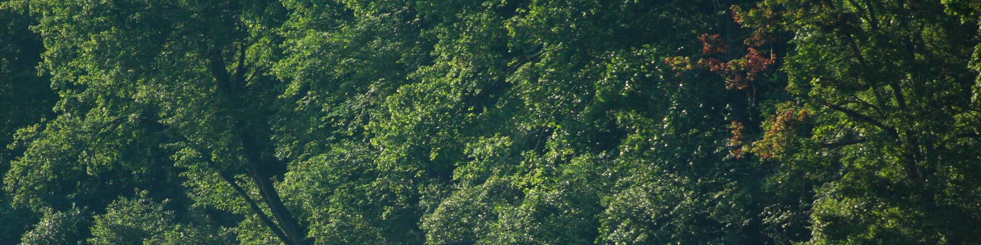 Lone kayaker fishing on the early morning lake