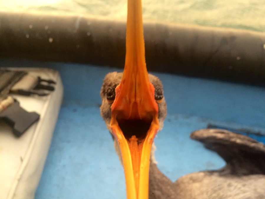 An unhappy visitor to our fishing boat in Isla San Lorenzo, Peru #fishing #birds #hunter #peru #peruvian #attack