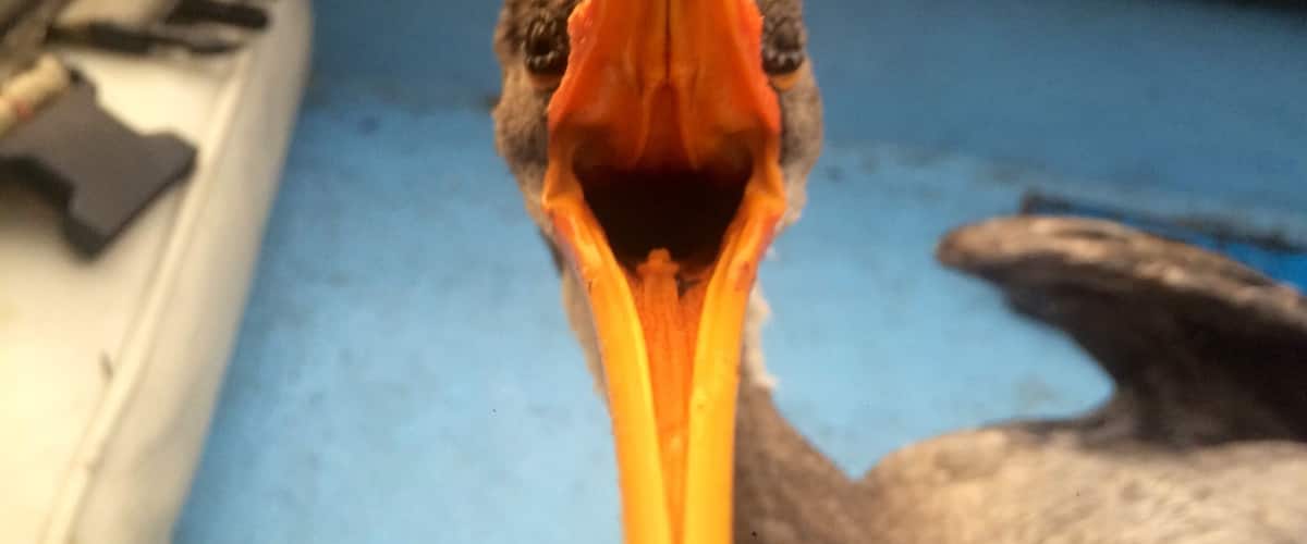 A close-up of a bird's beak.