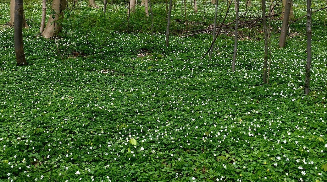 On the way to the island - spring flowers in the wild german djungle