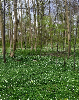 On the way to the island - spring flowers in the wild german djungle