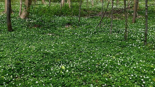 On the way to the island - spring flowers in the wild german djungle