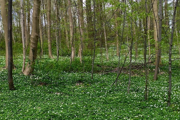 On the way to the island - spring flowers in the wild german djungle