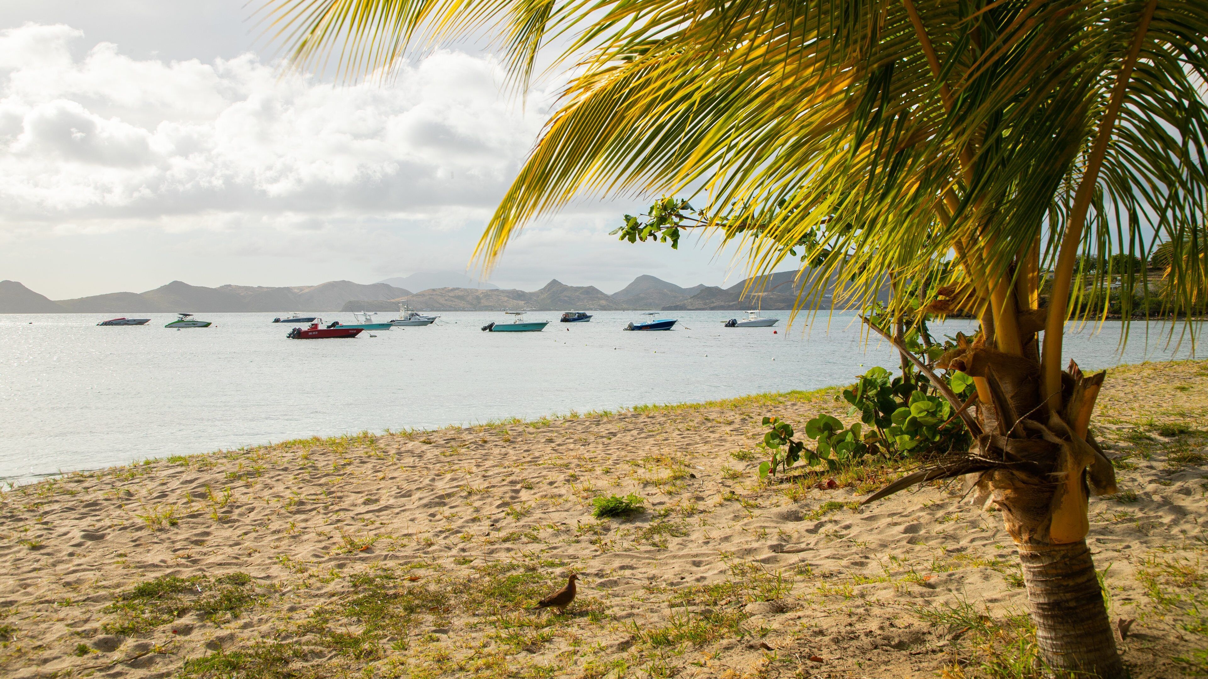 Oualie Beach featuring a sandy beach, tropical scenes and general coastal views