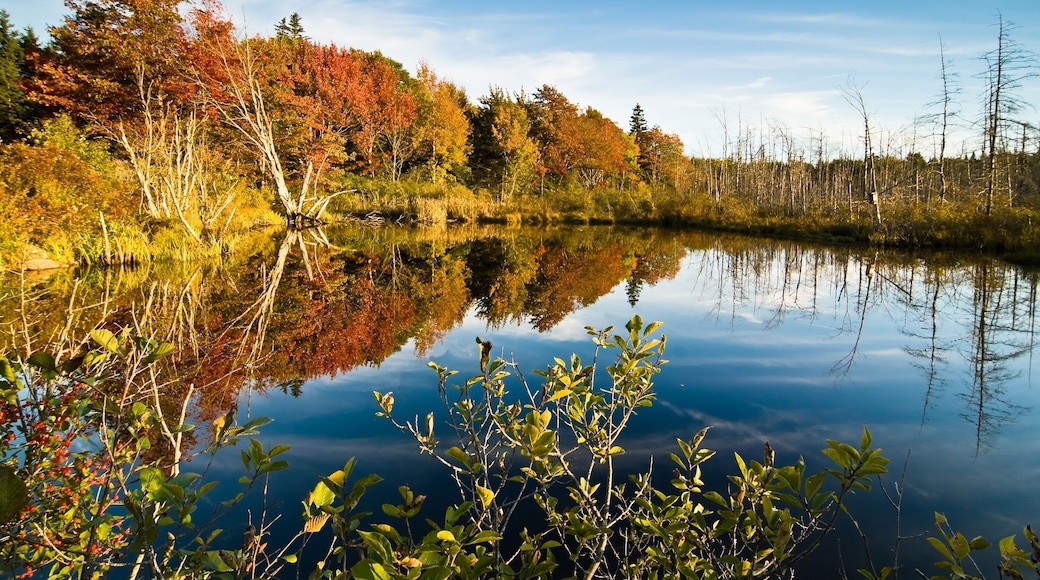 ทะเลสาปสาขา