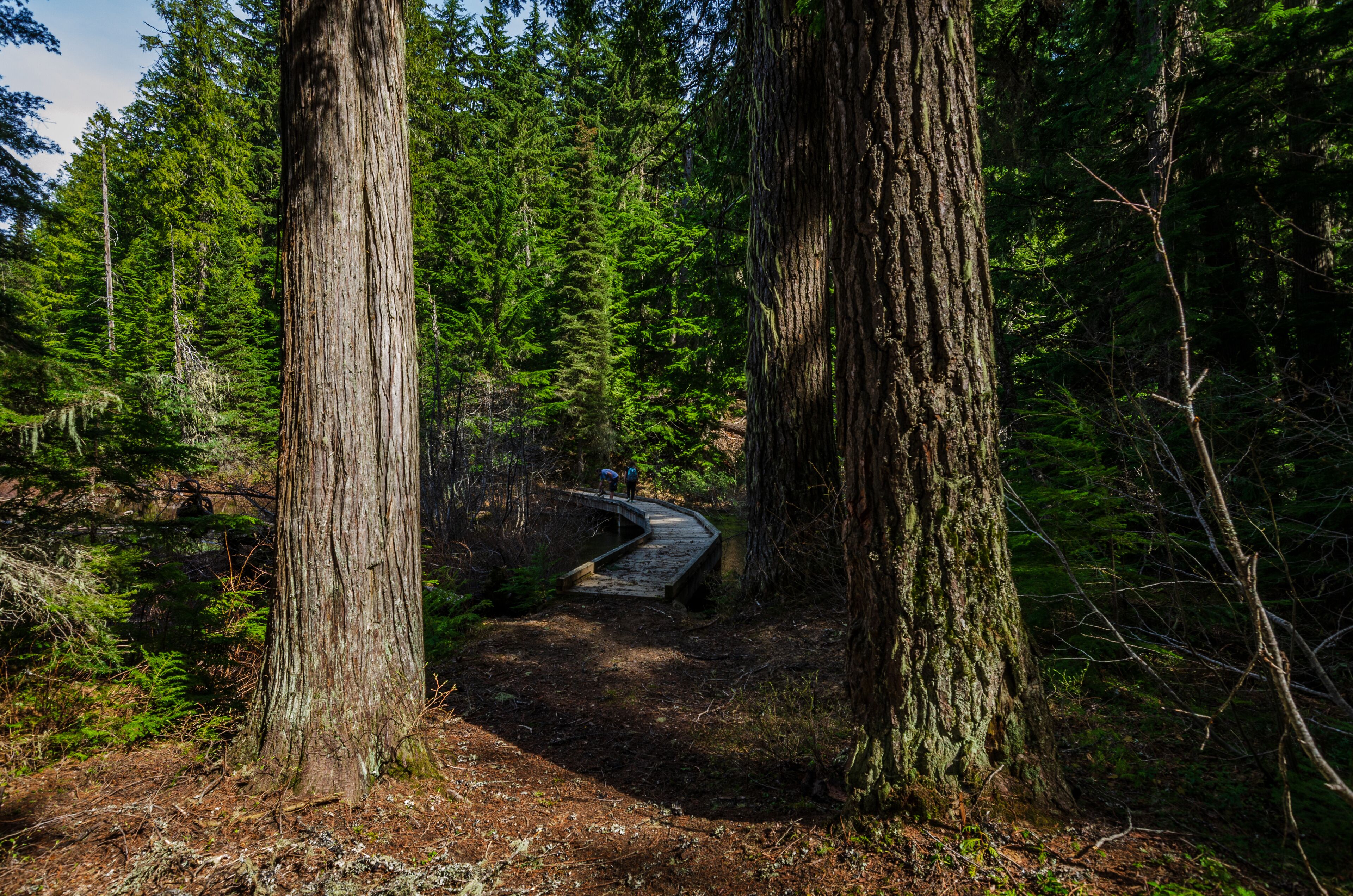 Footbridge In The Woods