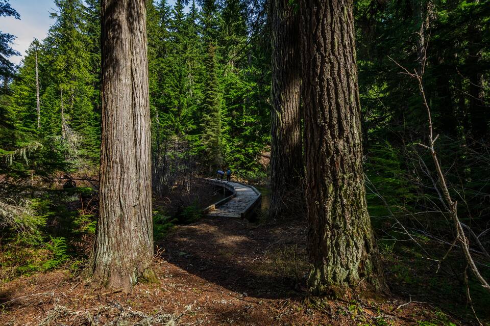A forested area with a winding path and tall trees.