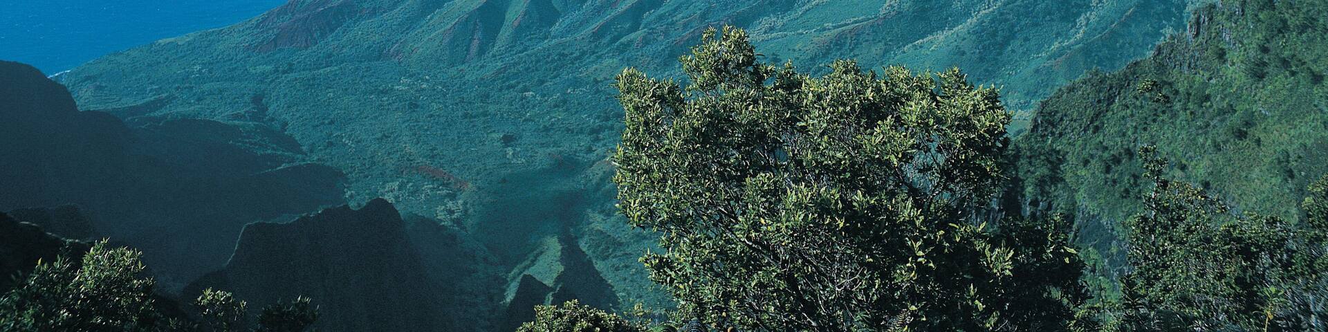 Kalalau Valley, Kokee State Park, Kauai, Hawaiian Islands, USA